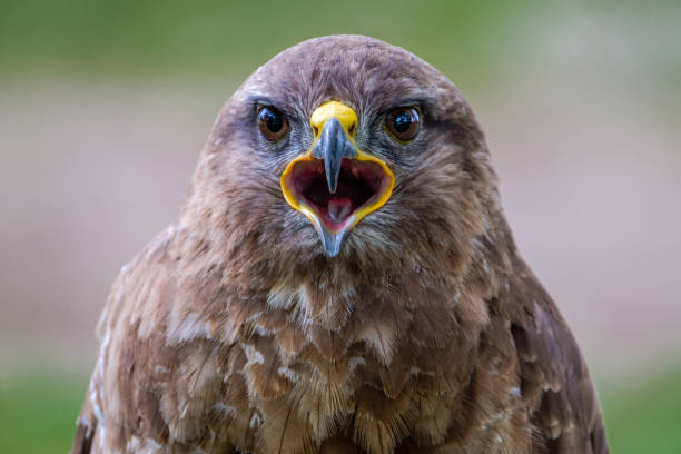 istock Say Cheese. Portrait of a Common Buzzard 971672524