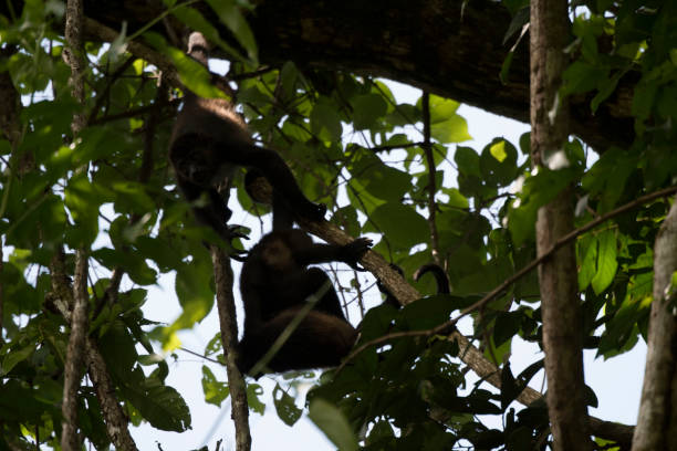istock Wild animals of the rain forrest 971673052