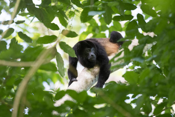 istock Wild animals of the rain forrest 971673108