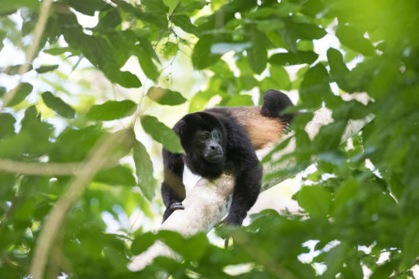 istock Wild animals of the rain forrest 971673110
