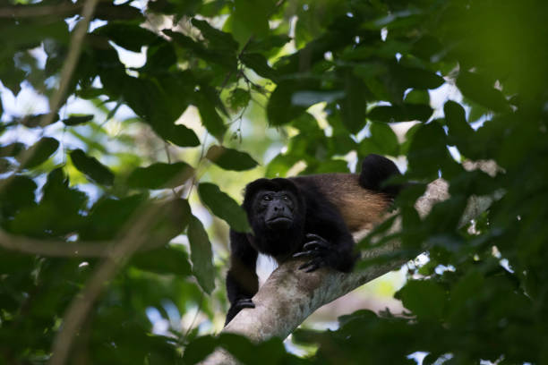 istock Wild animals of the rain forrest 971673138