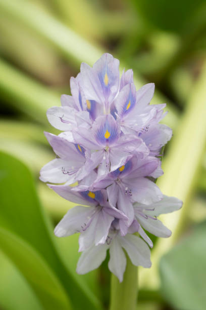 istock Beautiful wild flowers 971679050