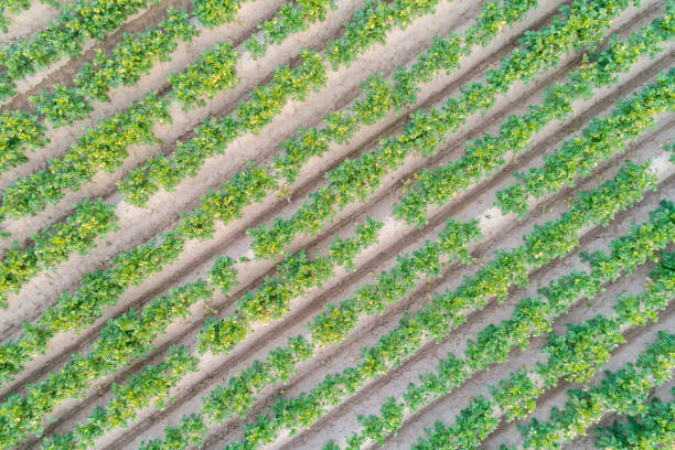 istock Large green potato field 971686072