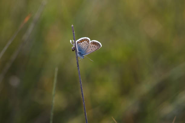 istock Beautiful little butterfly sitting on the grass lit by the setting sun 971686250