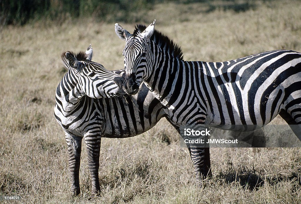Kissing Zebras Stock Photo - Download Image Now - Africa, Animals In The  Wild, Animals Mating - iStock