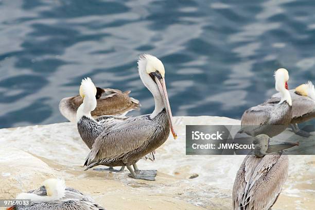 Photo libre de droit de Brun Pélicans Sur Rock 2 banque d'images et plus d'images libres de droit de Animaux à l'état sauvage - Animaux à l'état sauvage, Beauté de la nature, Caractéristiques côtières