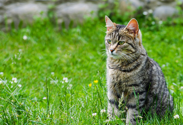 istock The cat walks in the fresh air 971693782