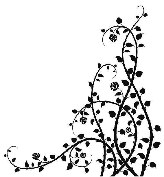 Black and white vector image of a rose bush vector art illustration