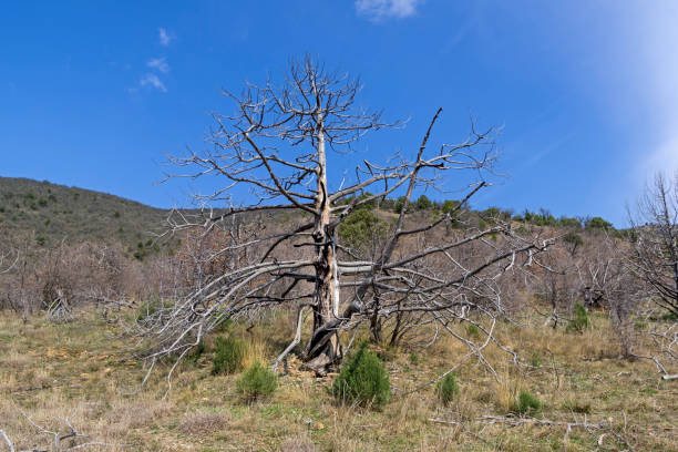 The dried relic juniper. The dried relic juniper (Juniperus excelsa) in the Crimean mountains. Spring, early April. juniperus excelsa stock pictures, royalty-free photos & images
