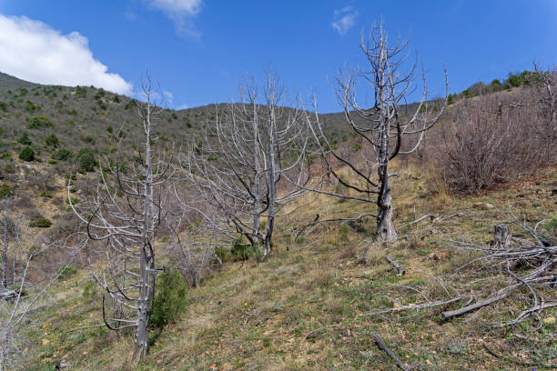 Dried relic junipers. Dried relic junipers (Juniperus excelsa) in the Crimean mountains. Spring, early April. juniperus excelsa stock pictures, royalty-free photos & images