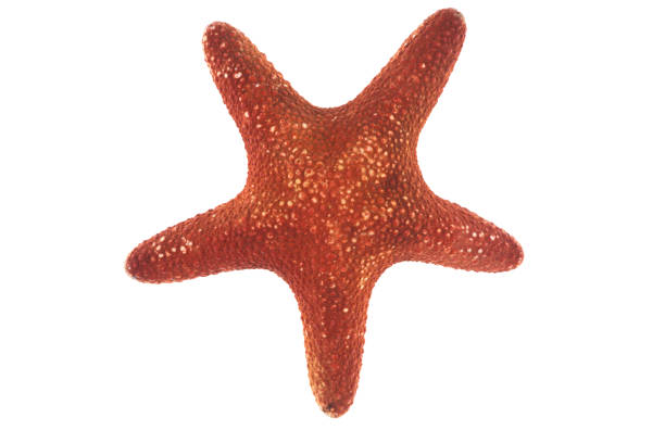 istock red starfish on white isolated background 971694336