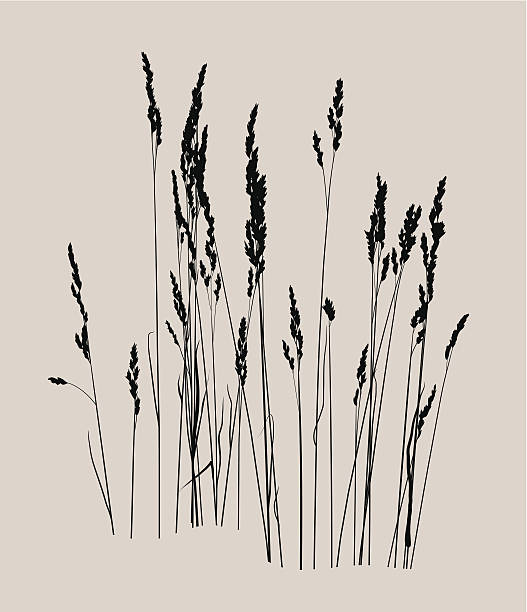 grass Vector drawing. Floral background with grass tall grass silhouette stock illustrations