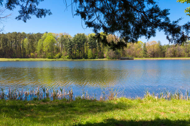 Summer nature, blurred background. Landscape of tree branches and green leaves hanging down over a lake or river
