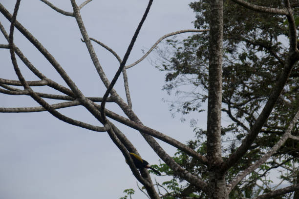 istock Beautiful Costa Rica 971701066