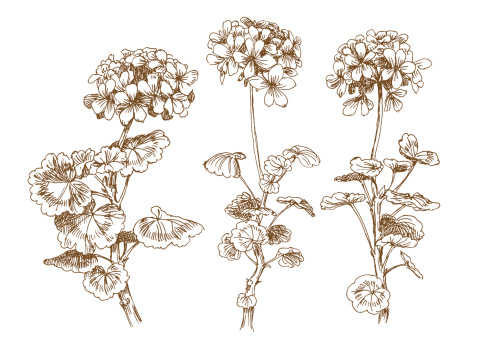 old-styled vector geranium. Trace of freehand drawing