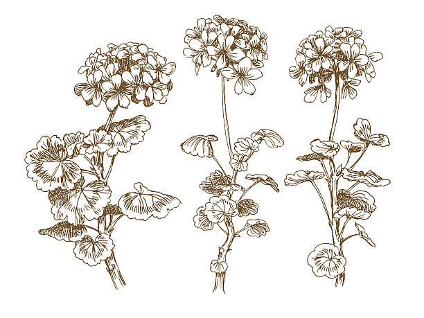 geranium old-styled vector geranium. Trace of freehand drawing inflorescence stock illustrations