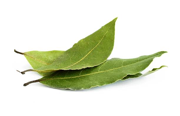 Group of three fresh bay leaves Bay leaves isolated over white background bay leaf stock pictures, royalty-free photos & images