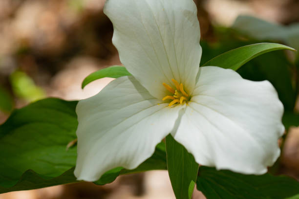 istock Ontario Trillium Closeup 971710840