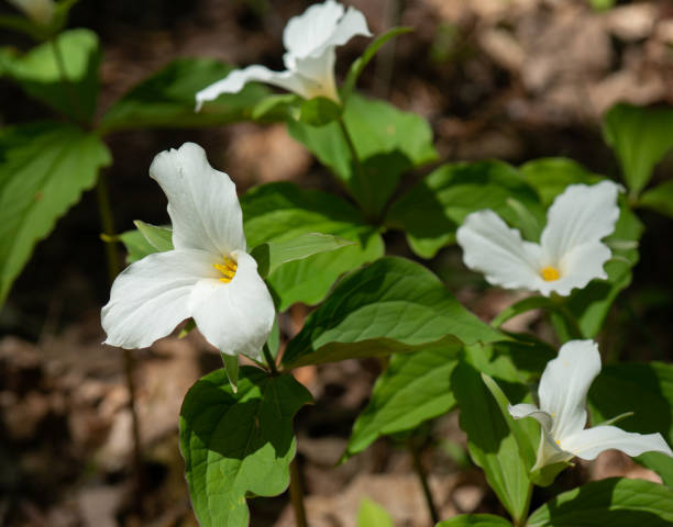 istock Ontario Trilliums 971710846