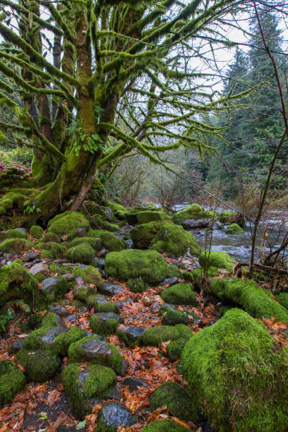istock Timberland in Oregon 971710872