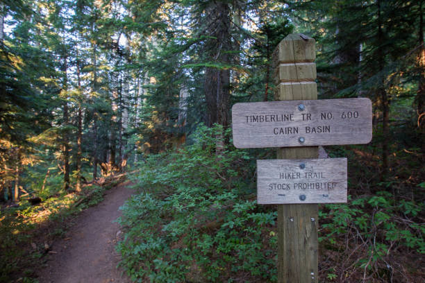 istock Timberland in Oregon 971717330