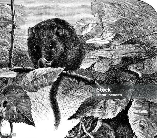 Dormouse Stock Illustration - Download Image Now - 19th Century, 19th Century Style, Animal