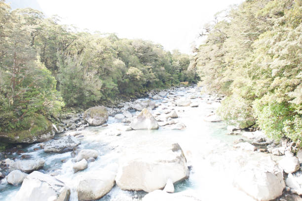 istock New Zealand nature 971721608