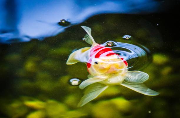 istock tamasaba frowning under ripple 971732038