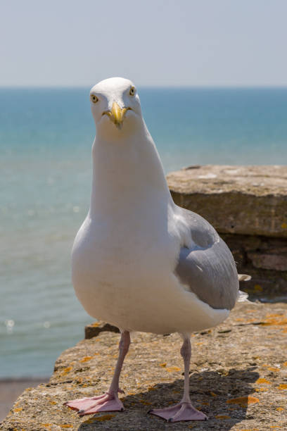 istock A Seagull 971736912