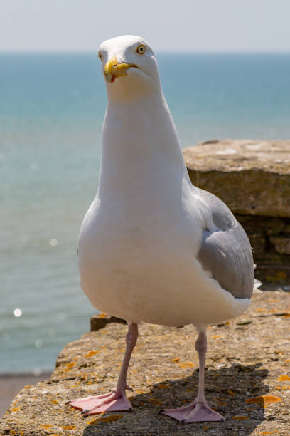istock A Seagull 971736944