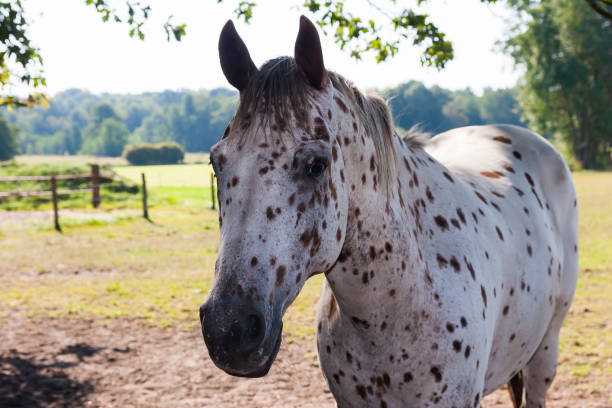 White horse on a ranch