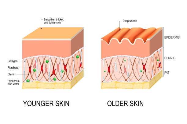 skin aging. difference between the skin of a young and elderly person Visual representation of skin changes over a lifetime. Collagen and elastin form the structure of the dermis making it tight and plump. Fibroblasts synthesize collagen and elastin. difference between the skin of a young and elderly person. Vector illustration for medical and educational use skin stock illustrations