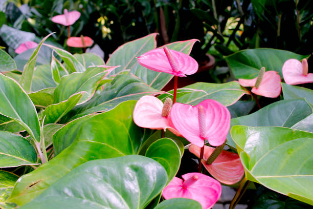 istock Valentine's day flamingo flower 971742372
