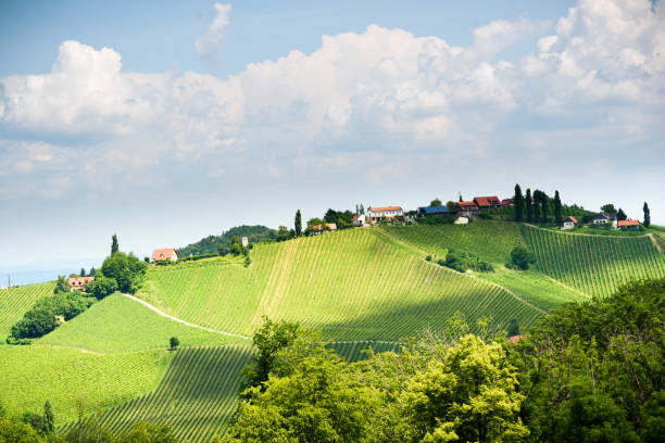 istock Austria, Slovenia Vineyards Sulztal, Herzerl Strasse 971745408