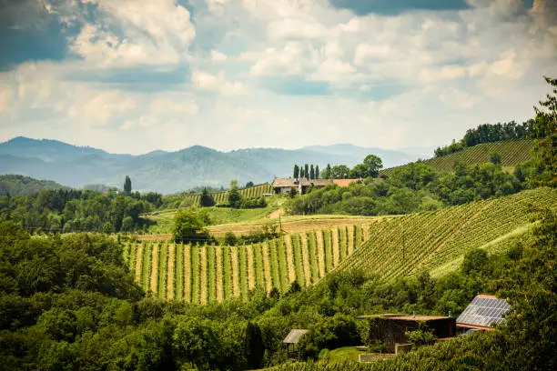 Famous Heart shaped wine road in Slovenia in summer, Herzerl Strasse, vineyards in summer, Spicnik tourist spot