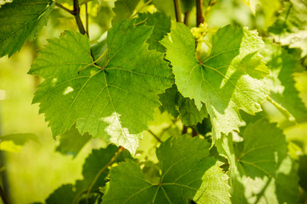 istock Grapes leaves in sun 971748610