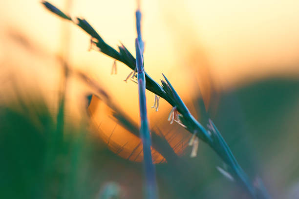 probably Elymus farctus in bloom during sunset in Barcelona province, Catalonia - Spain