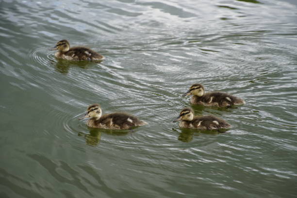 Ducklings bath in the pond on a summer day