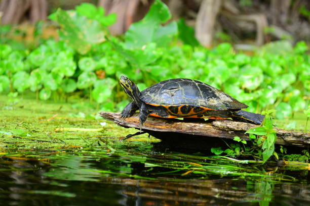 punta de tortuga de vientre rojo slider asolearse sobre troncos sobre el río que fluye - emídidos fotos fotografías e imágenes de stock