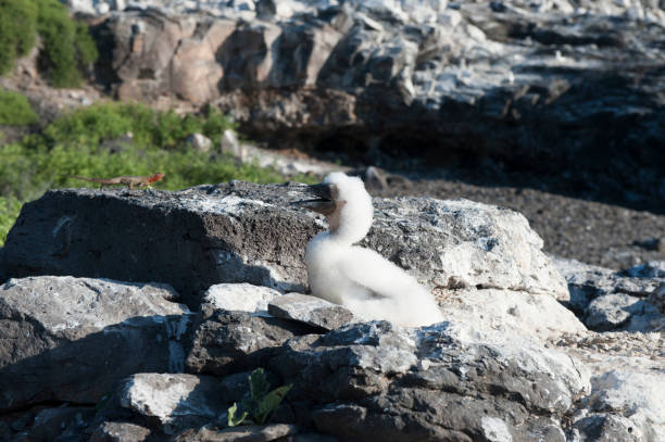 istock Wild life on the Galapagos Islands 971765878