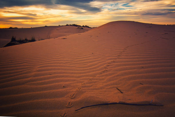 istock Quail tracks on the dunes 971766362