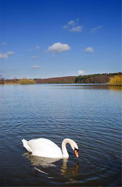 лебедь на бесконечное синее озеро - water surface standing water swan mute swan стоковые фото и изображения