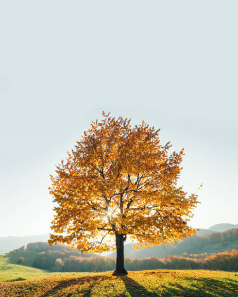 istock Majestic beech tree with sunny beams 971769182