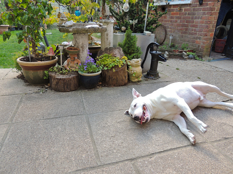 English Bull Terrier Relaxing in the Garden.