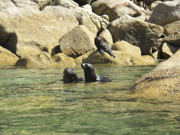 istock Wild New Zealand 971771770