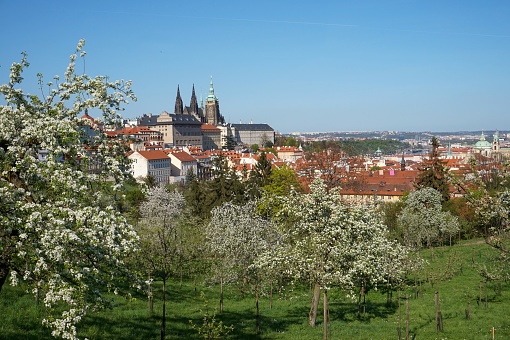 beautiful in spring, view over the park with a view of St. Vitus Cathedral