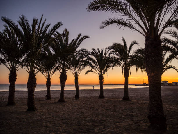 istock Palm Trees on the beach 971776974
