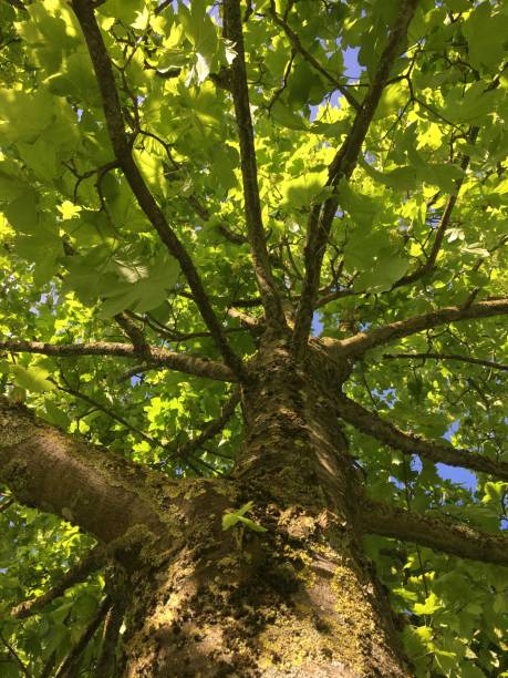 젊은 플라타너스 나무 꽃-5 월 2018 - maple keys branch sky maple tree 뉴스 사진 이미지