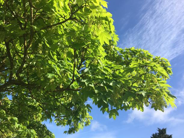 istock Young sycamore tree in flower - May 2018 971777196