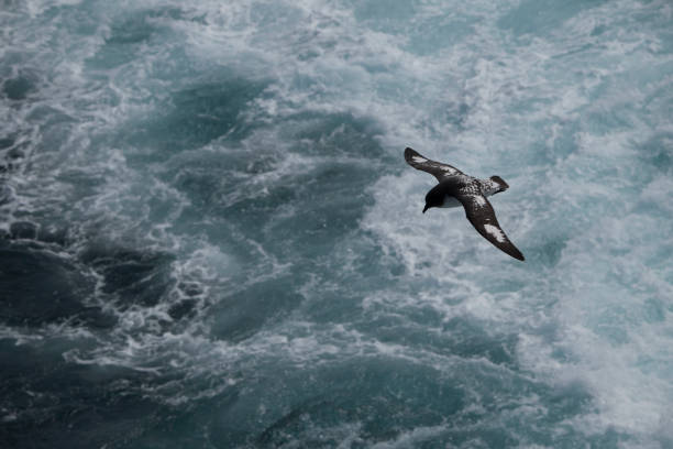 istock scenic antarctic photos 971779338